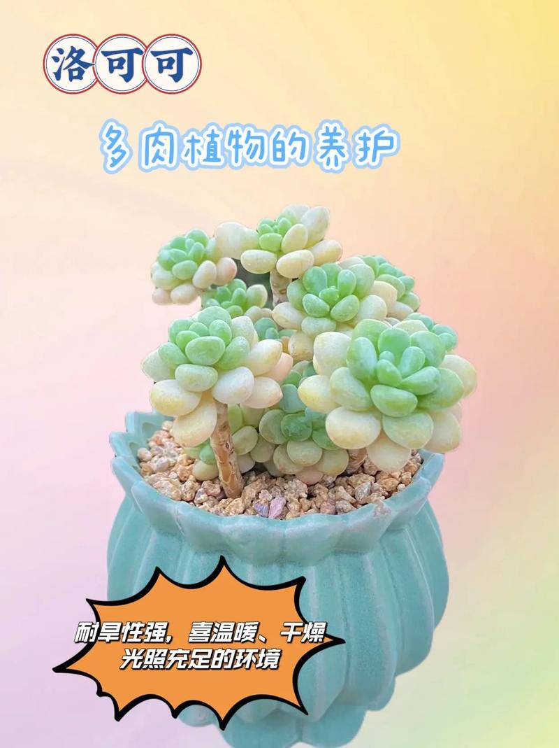 交流 1V3 多肉,让你的多肉植物交流更便捷